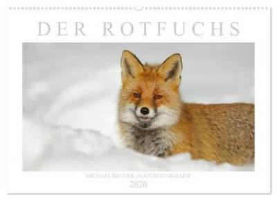 Der Rotfuchs (Wandkalender 2026 DIN A2 quer), CALVENDO Monatskalender