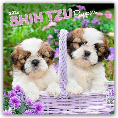 Shih Tzu Puppies - Shih Tzu Welpen 2026 - 16-Monatskalender