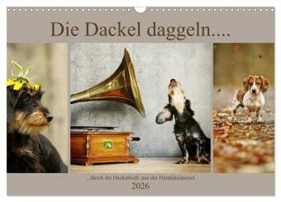 Die Dackel daggeln.... (Wandkalender 2026 DIN A3 quer), CALVENDO Monatskalender