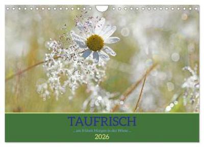 Taufrisch ... am frühen Morgen in der Wiese (Wandkalender 2026 DIN A4 quer), CALVENDO Monatskalender