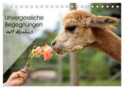 Unvergessliche Begegnungen mit Alpakas (Tischkalender 2026 DIN A5 quer), CALVENDO Monatskalender