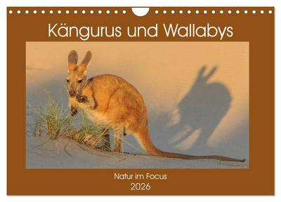 Kängururs und Wallabys (Wandkalender 2026 DIN A4 quer), CALVENDO Monatskalender
