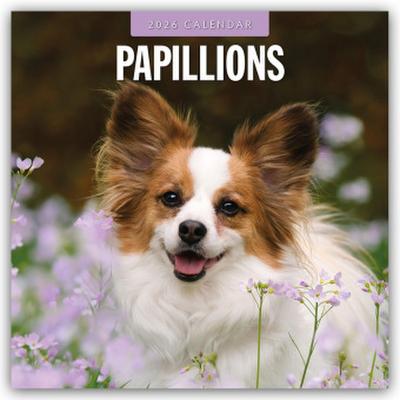 Papillons - Schmetterlingshund - Zwergspaniel 2026 - 16-Monatskalender
