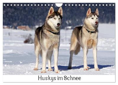 Huskys im Schnee (Wandkalender 2026 DIN A4 quer), CALVENDO Monatskalender