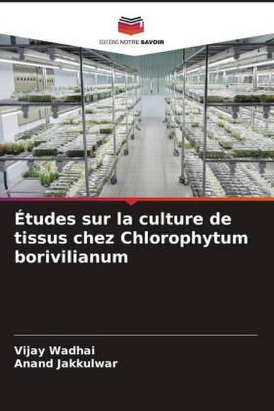 Études sur la culture de tissus chez Chlorophytum borivilianum
