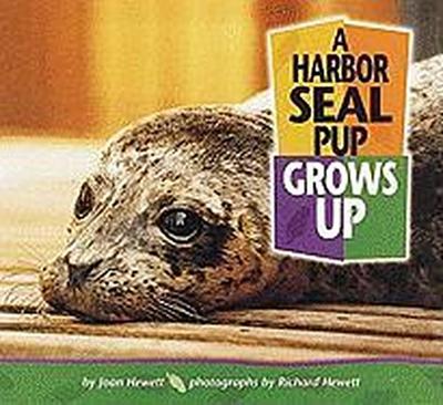 HARBOR SEAL PUP GROWS UP