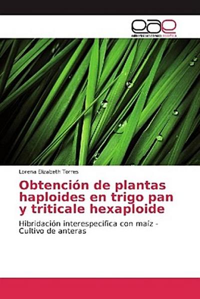 Obtención de plantas haploides en trigo pan y triticale hexaploide