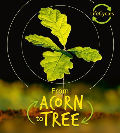 Lifecycles - Acorn to Tree