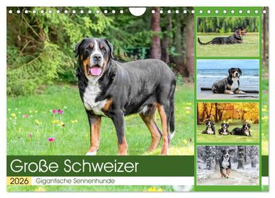 Große Schweizer - Gigantische Sennenhunde (Wandkalender 2026 DIN A4 quer), CALVENDO Monatskalender