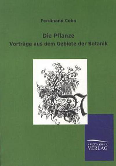 Die Pflanze