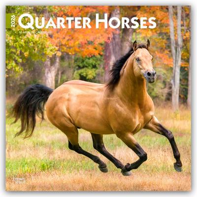 Quarter Horses - Quarter Horse 2026 - 16-Monatskalender