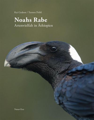 Noahs Rabe