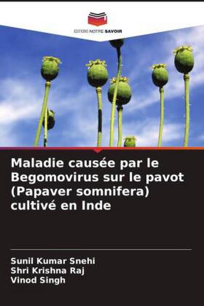 Maladie causée par le Begomovirus sur le pavot (Papaver somnifera) cultivé en Inde
