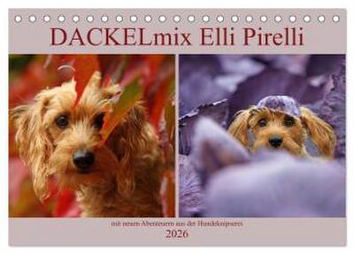 DACKELmix Elli Pirelli (Tischkalender 2026 DIN A5 quer), CALVENDO Monatskalender