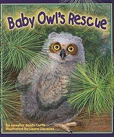 Baby Owl’s Rescue