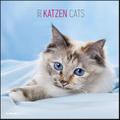Katzen 2023 - Broschürenkalender 30x30 cm