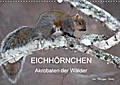 EICHHÖRNCHEN (Wandkalender 2016 DIN A3 quer)