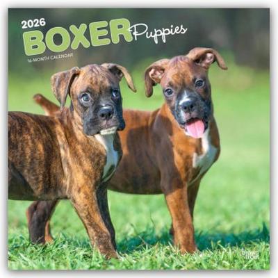 Boxer Puppies - Boxer Welpen 2026 - 16-Monatskalender