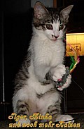 Tiger, Minka und noch mehr Katzen