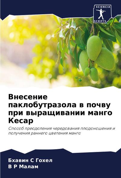 Vnesenie paklobutrazola w pochwu pri wyraschiwanii mango Kesar