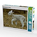 Weißes Lämmchen im Stroh (Puzzle)