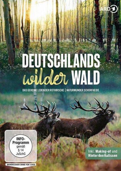 Deutschlands wilder Wald: Das geheime Leben der Rothirsche & Naturwunder Schorfheide