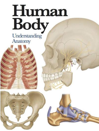 Human Body