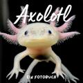 Axolotl