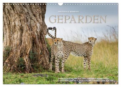 Emotionale Momente: Geparden (Wandkalender 2024 DIN A3 quer), CALVENDO Monatskalender