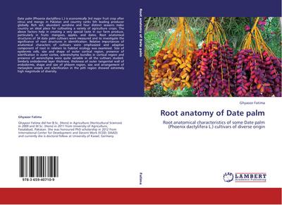 Root anatomy of Date palm