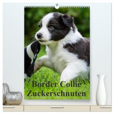 Border Collie Zuckerschnuten (hochwertiger Premium Wandkalender 2026 DIN A2 hoch), Kunstdruck in Hochglanz