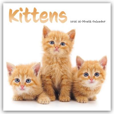 Kittens - Kätzchen - Katzenjunge - Katzenbabys 2026 - Wand-Kalender
