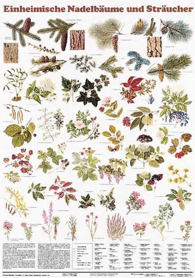 Schreiber Naturtafeln, Einheimische Nadelbäume und Sträucher