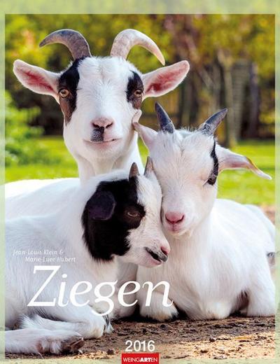 Ziegen 2016