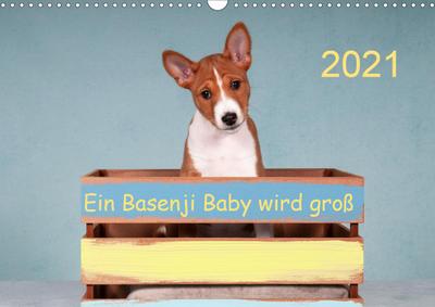 Ein Basenji Baby wird groß (Wandkalender 2021 DIN A3 quer)