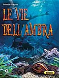Le vie dell’ambra