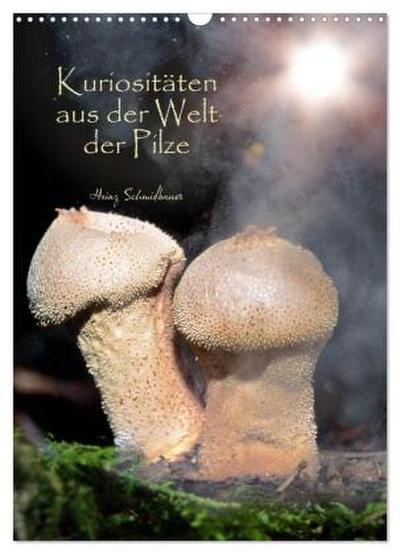 Kuriositäten aus der Welt der Pilze (Wandkalender 2026 DIN A3 hoch), CALVENDO Monatskalender