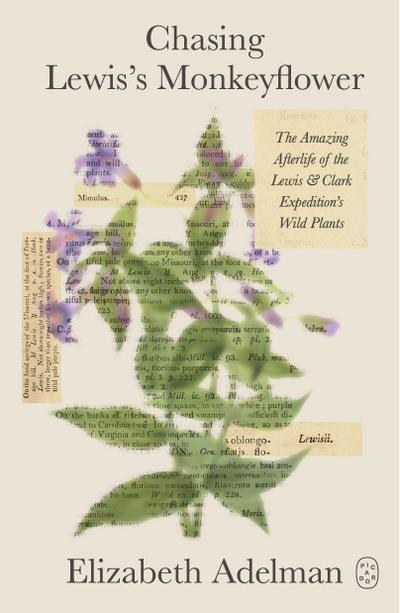 Chasing Lewis’s Monkeyflower
