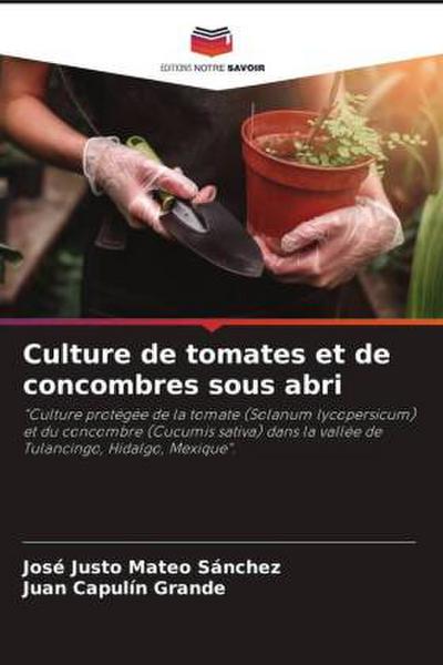 Culture de tomates et de concombres sous abri
