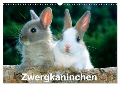 Zwergkaninchen (Wandkalender 2026 DIN A3 quer), CALVENDO Monatskalender