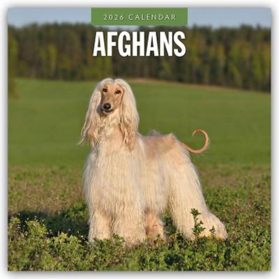Afghans - Afghanischer Windhund 2026 - 16-Monatskalender