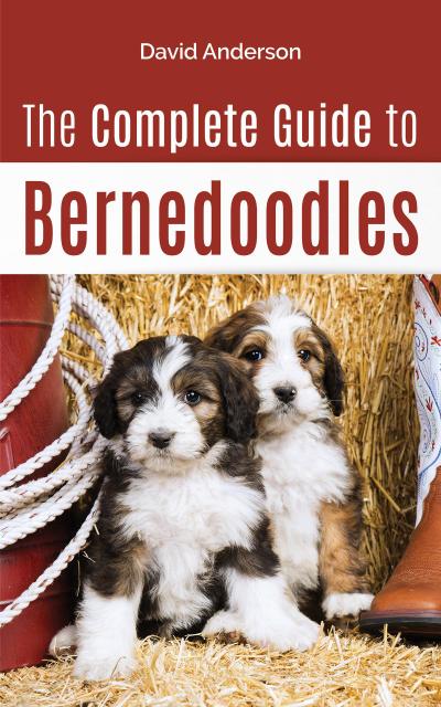 The Complete Guide to Bernedoodles: Everything You Need to Know to Successfully Raise Your Bernedoodle Puppy!
