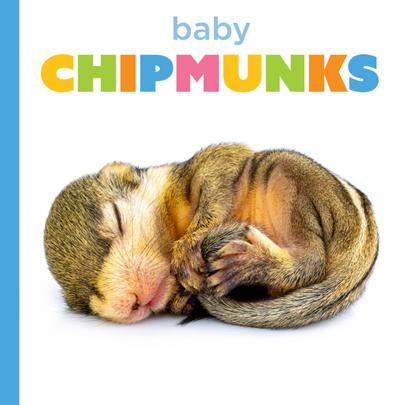 Baby Chipmunks