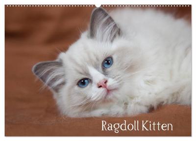 Ragdoll Kitten (Wandkalender 2024 DIN A2 quer), CALVENDO Monatskalender