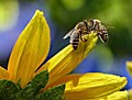 Lais Puzzle Bienen 100 Teile