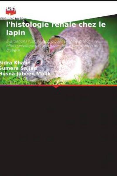 Effet de la metformine et de la cannelle sur l’histologie rénale chez le lapin