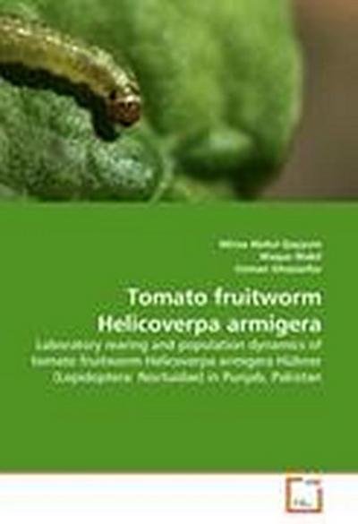 Tomato fruitworm Helicoverpa armigera
