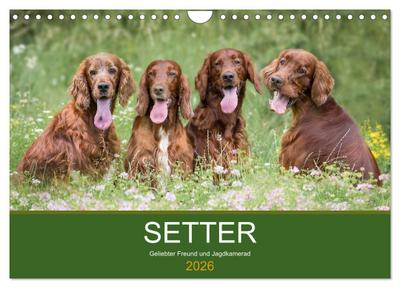 Setter - Geliebter Freund und Jagdkamerad (Wandkalender 2026 DIN A4 quer), CALVENDO Monatskalender