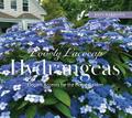 Lovely Lacecap Hydrangeas