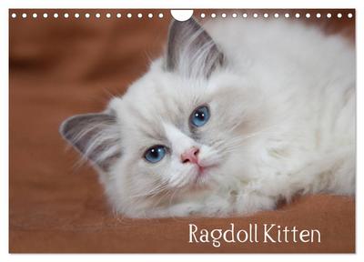 Ragdoll Kitten (Wandkalender 2024 DIN A4 quer), CALVENDO Monatskalender